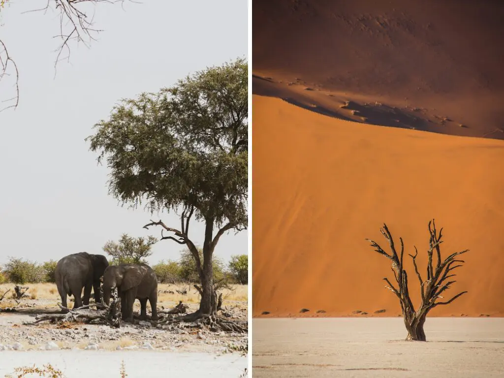A Guide to Botswana vs Namibia