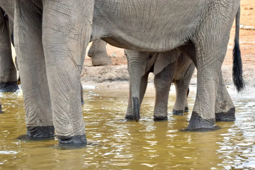 Wildlife and Waterways: What to Expect on a Kwando and Chobe River Safari 17 Baby Elephant in Chobe River