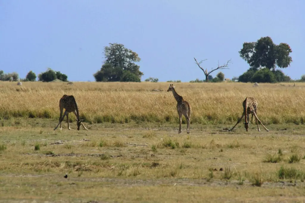 Wildlife and Waterways: What to Expect on a Kwando and Chobe River Safari 18 Giraffes in Chobe