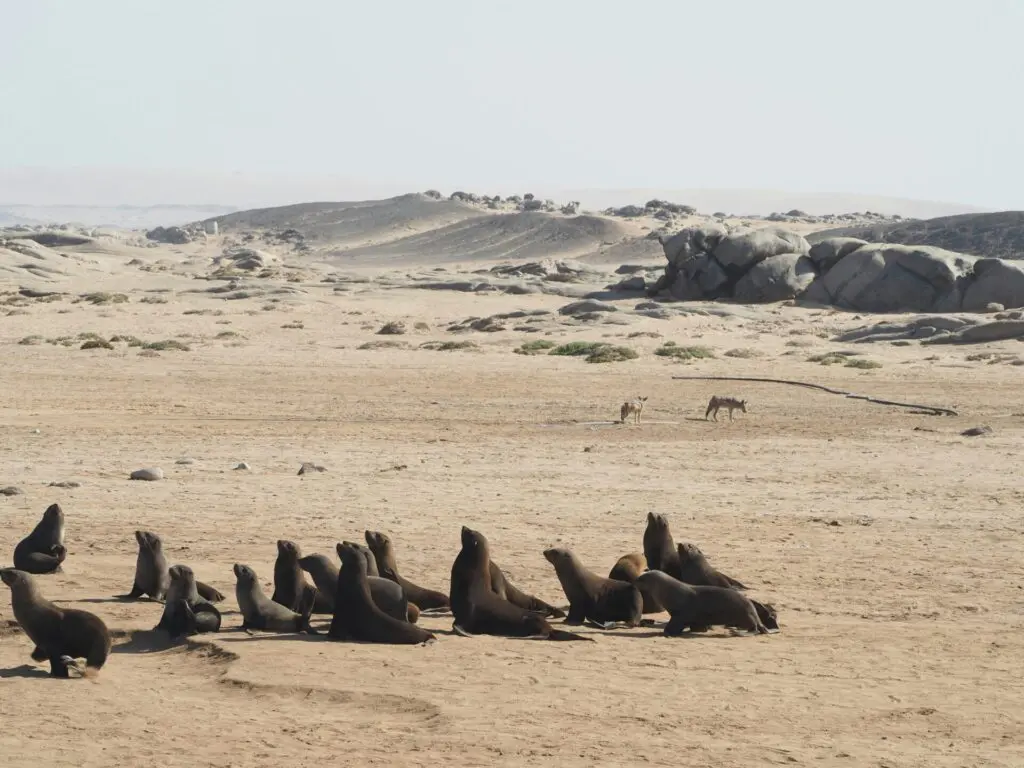 Seals on the Skeleton Coast