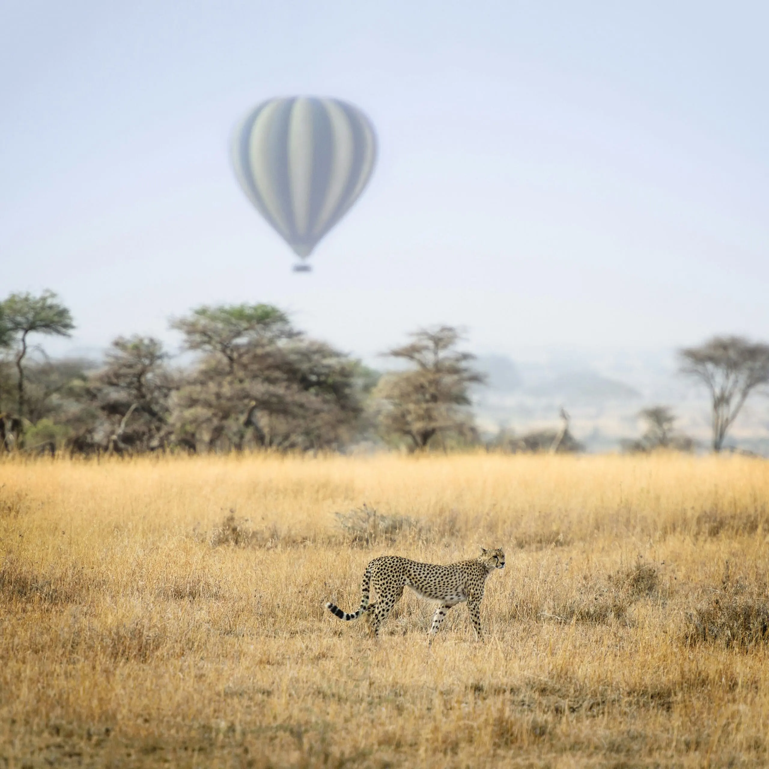 Top Luxury Safari Lodges in South Africa for 2025 scaled 1