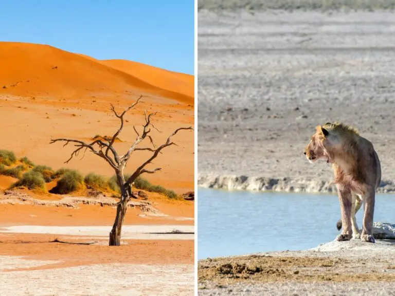 Etosha vs. Sossusvlei
