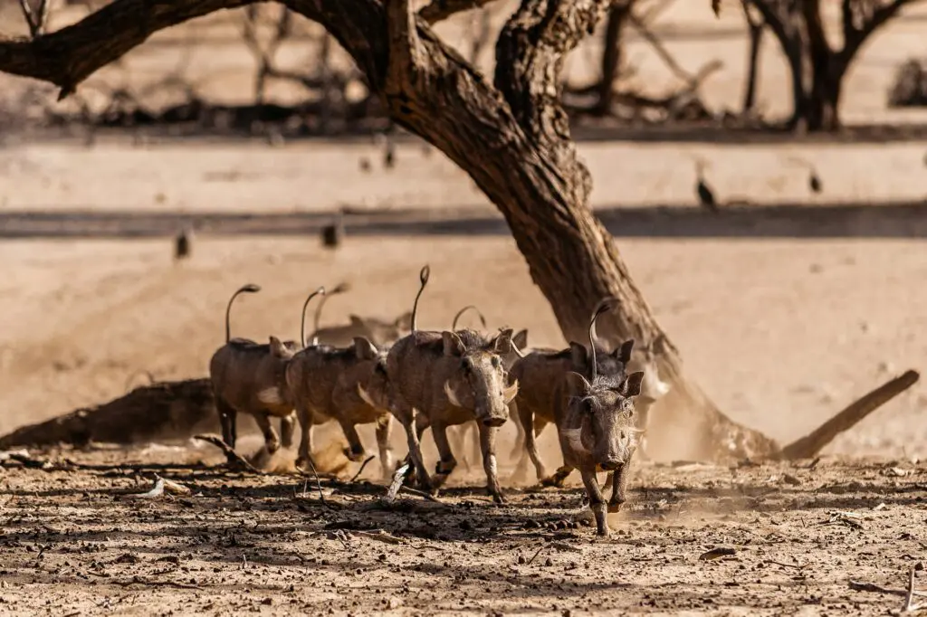 7 Underrated Safari Destinations Namibia