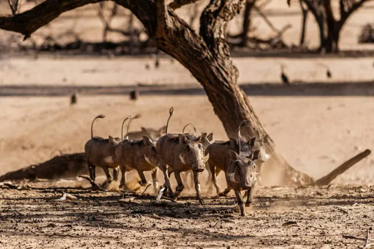 7 Underrated Safari Destinations Namibia