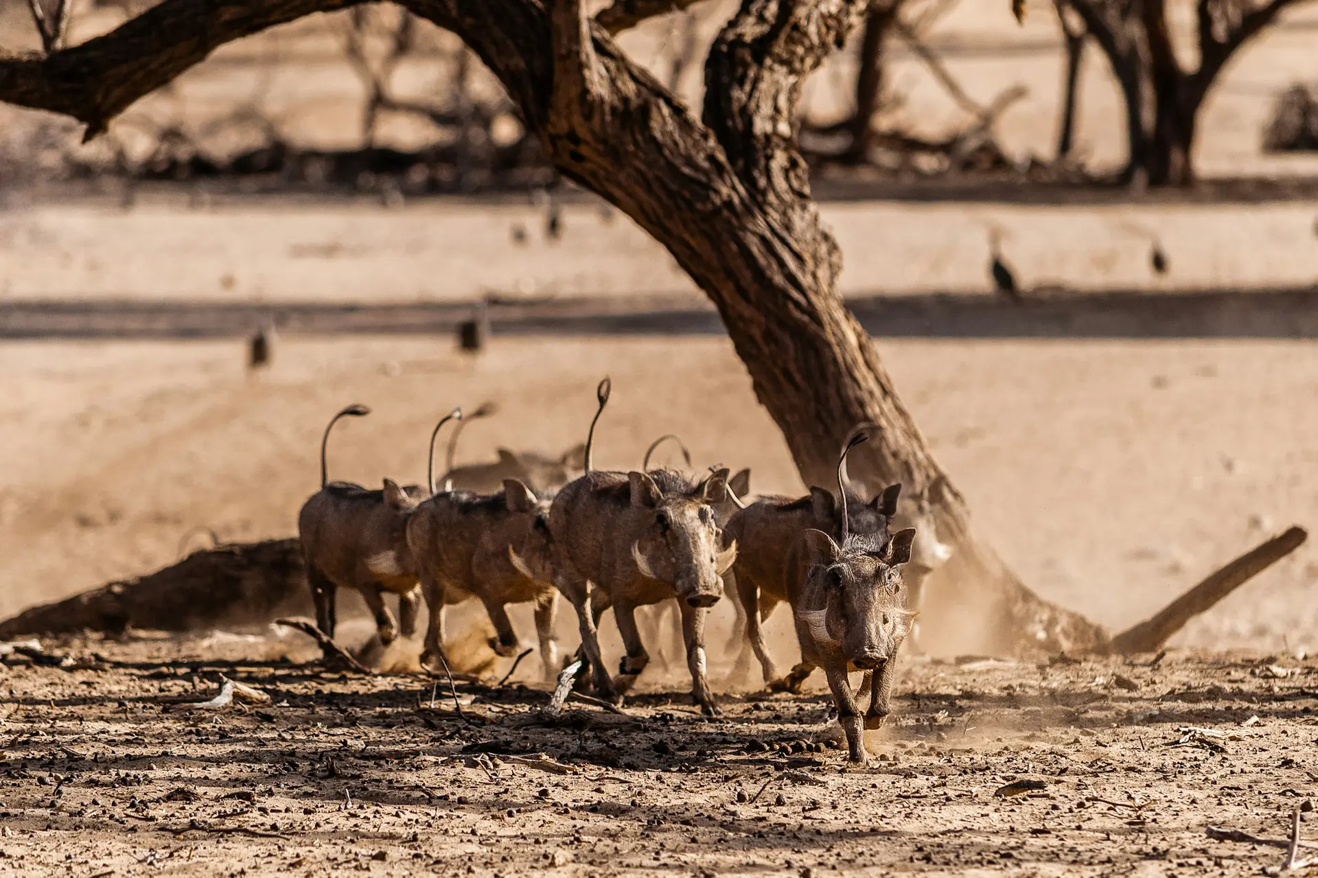 7 Underrated Safari Destinations Namibia