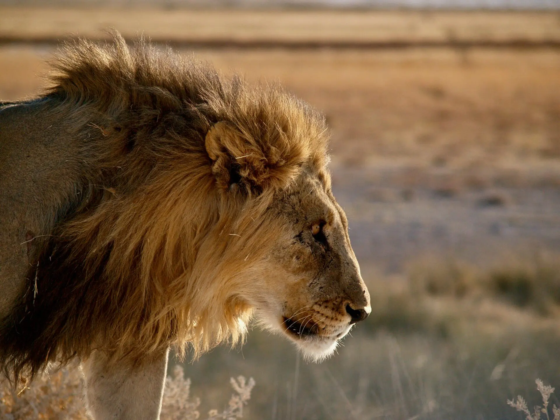 A Lion in Etosha National Park
