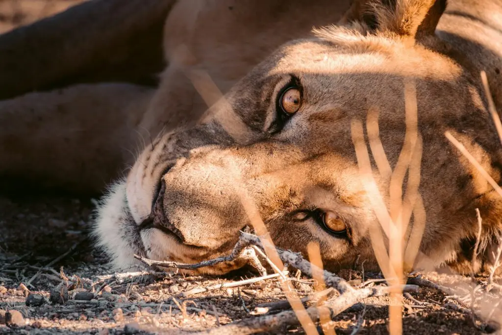 Best Time to See Animals in Namibia