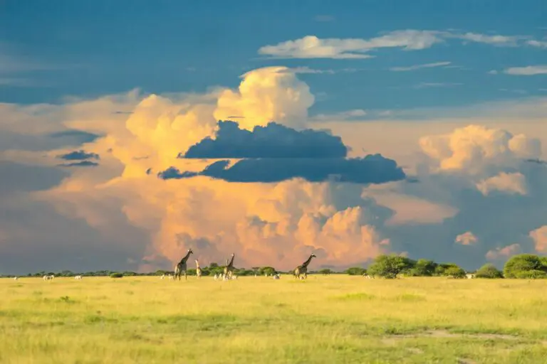 Botswana African Safari