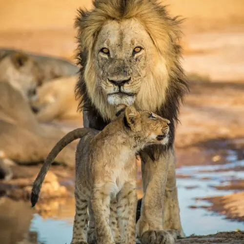 Lions Seen on a Botswana African Safari