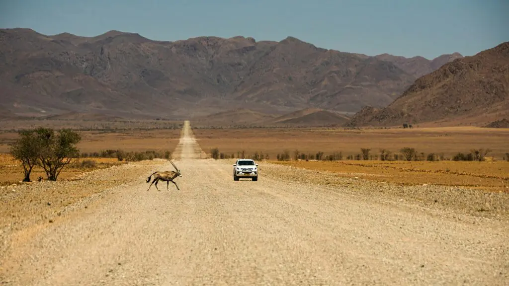 Self-Drive vs. Guided Tours in Namibia: Which Safari Style Suits You Best 19 Self Drive Safari Namibia