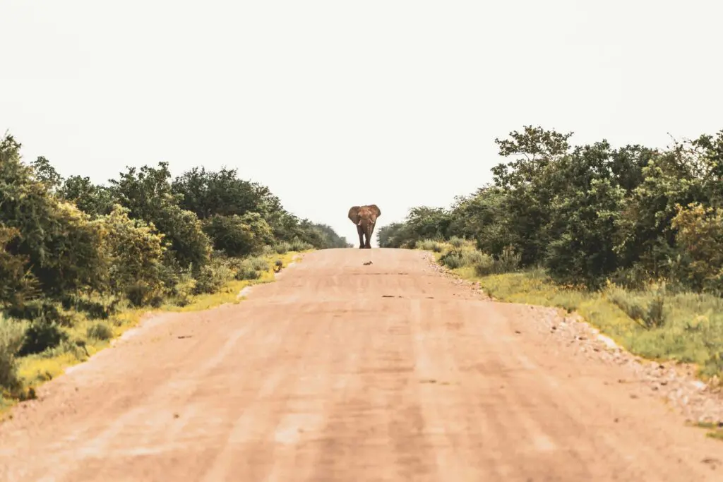 Self-Drive vs. Guided Tours in Namibia: Which Safari Style Suits You Best 20 The Best Time for Safari in Namibia