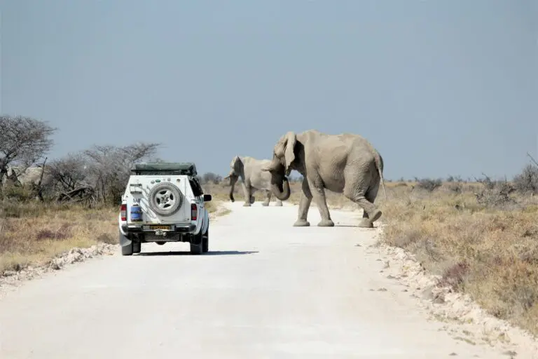 The Best Time to See Animals in Namibia