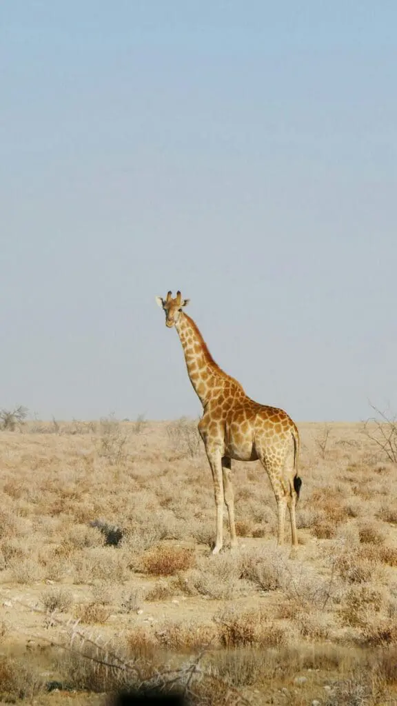 Underrated Safari Destinations Namibia