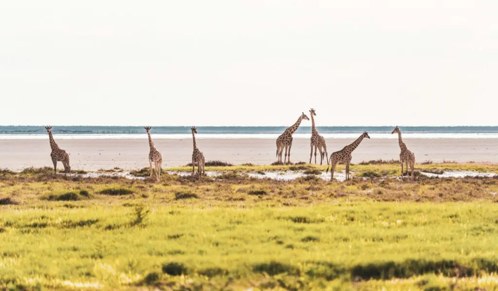 Wildlife Seen During The Best Time for Safari in Namibia