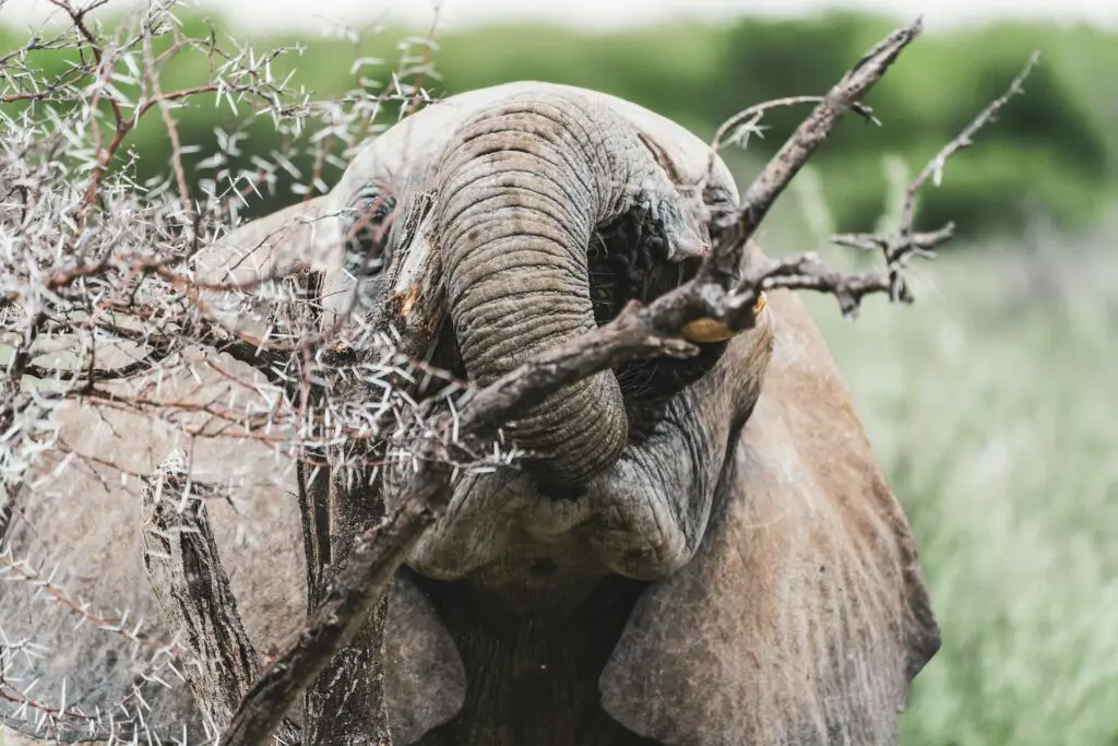 Namibia Wildlife: A Region by Region Guide 16 Namibia Photography Safari