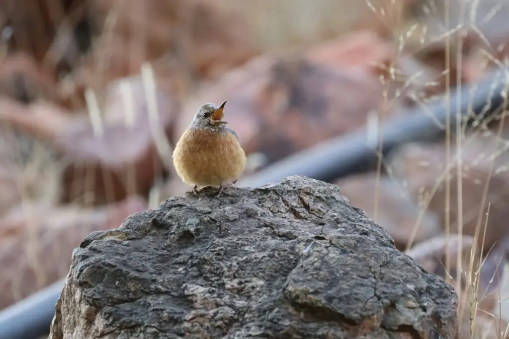 Namibia Photography Safari Sightings