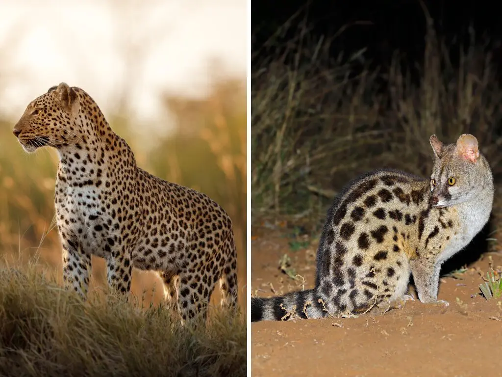 Nocturnal Animals in Namibia