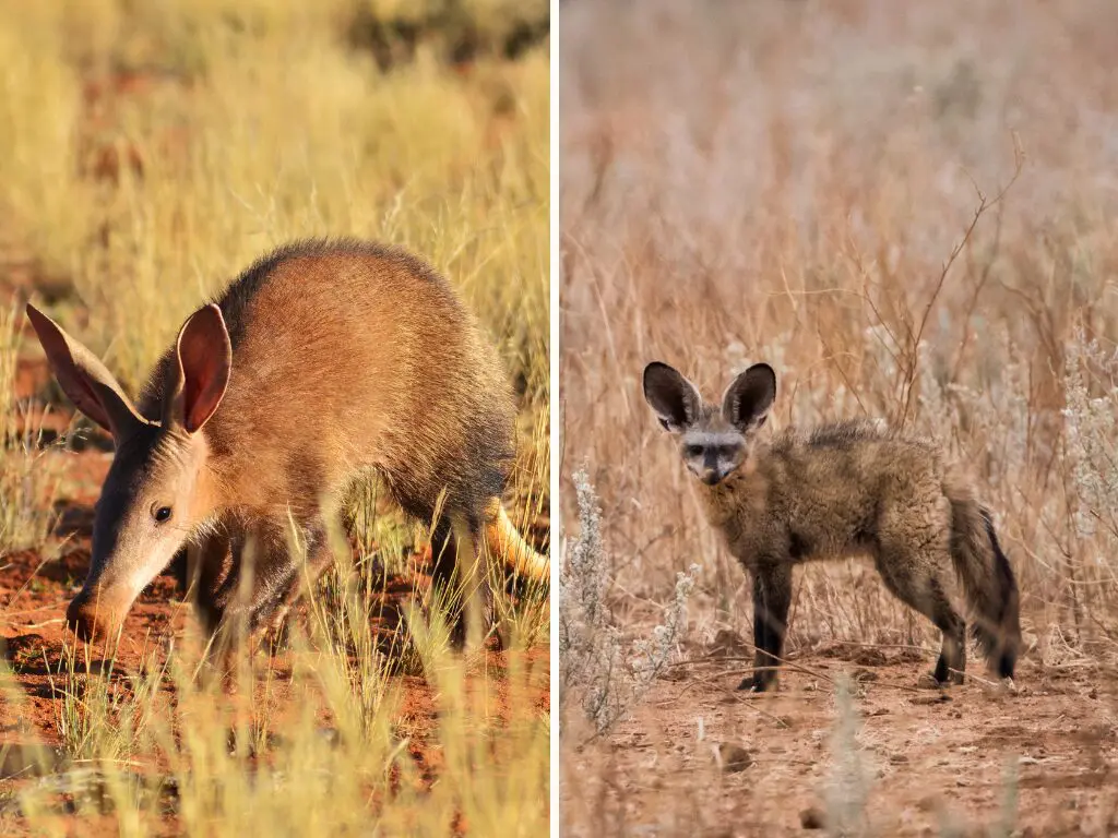 Nocturnal Wildlife in Namibia