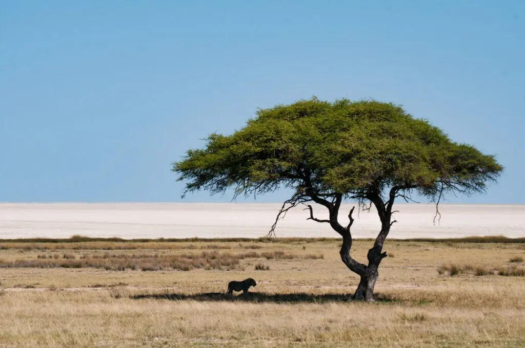 A Lion under a Tree in Etosha National Park