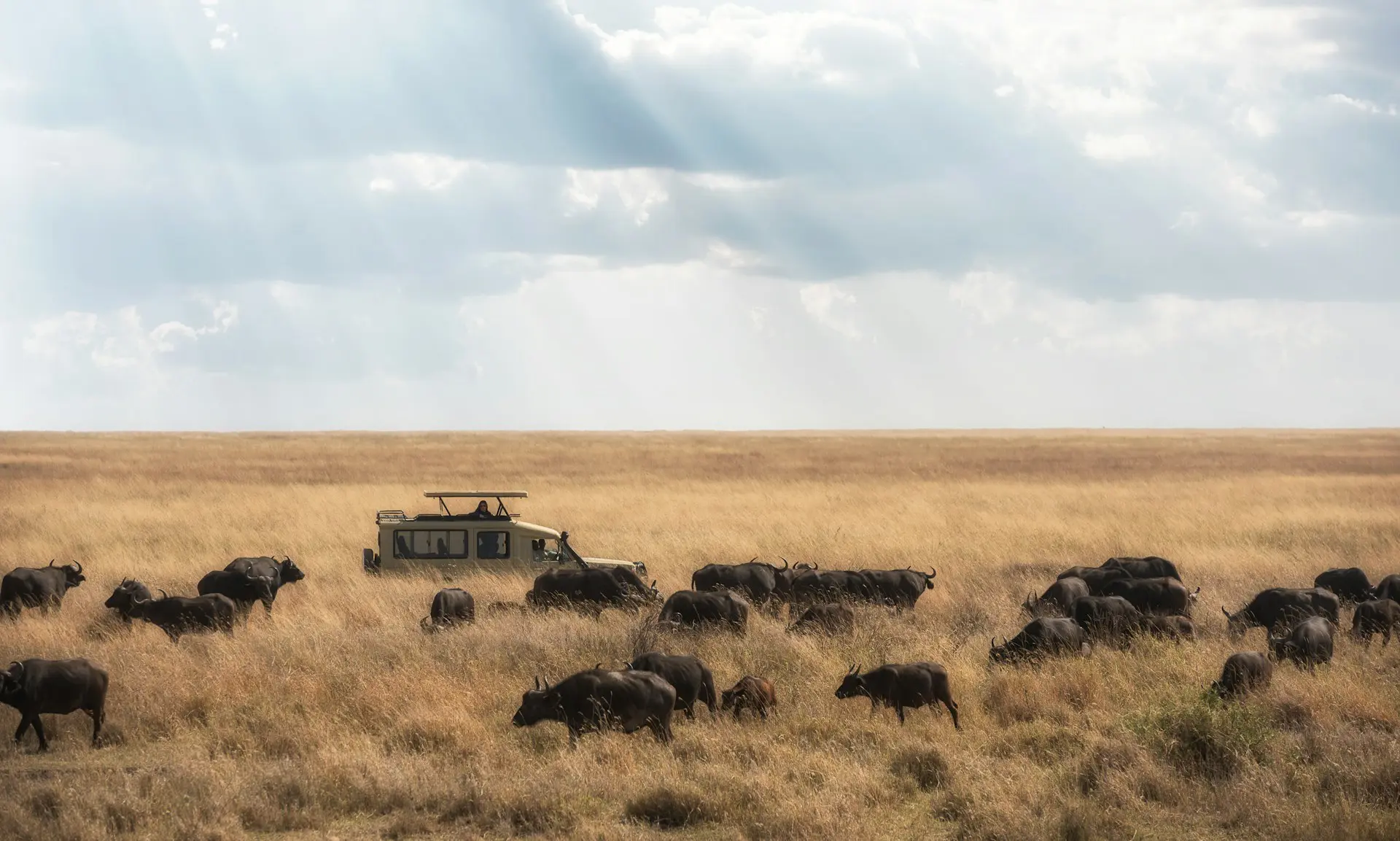 African Safari in Focus