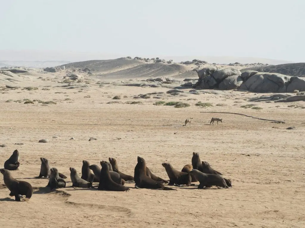 Seals on the Skeleton Coast