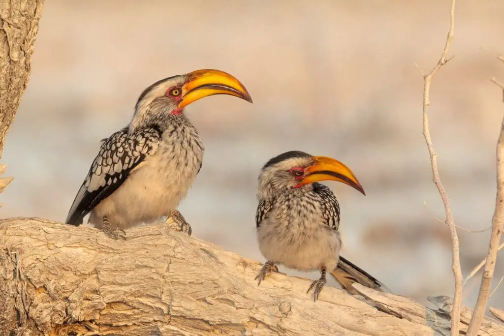 Wildlife in Namibia