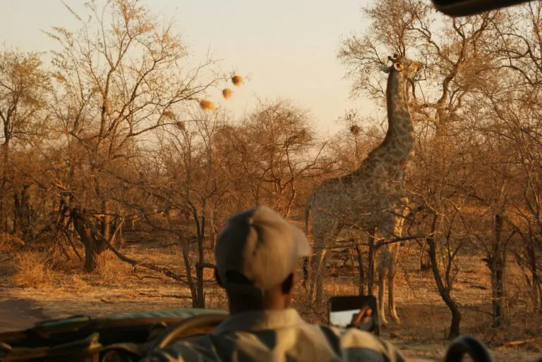 A Guide Looking at a Giraffe while on a Zimbabwe Safari