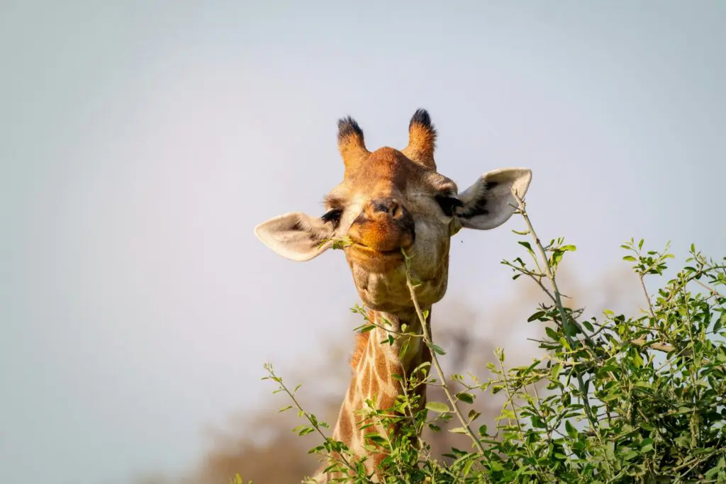 A Giraffe in Chobe