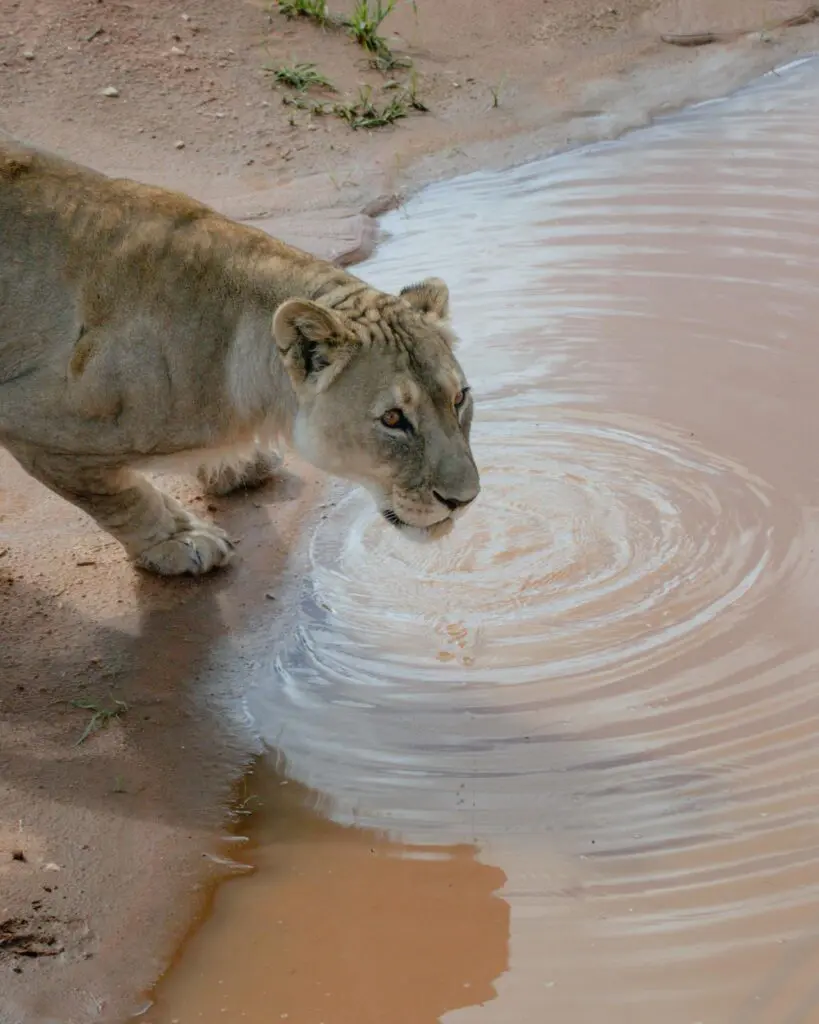 Etosha is one of the Best Places for Namibia Safaris in 2026
