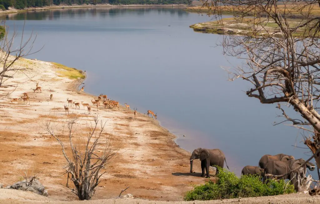 Elephants and Impalas at Chobe River Front