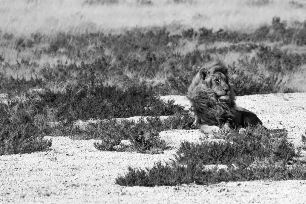 A Lion in Namibia