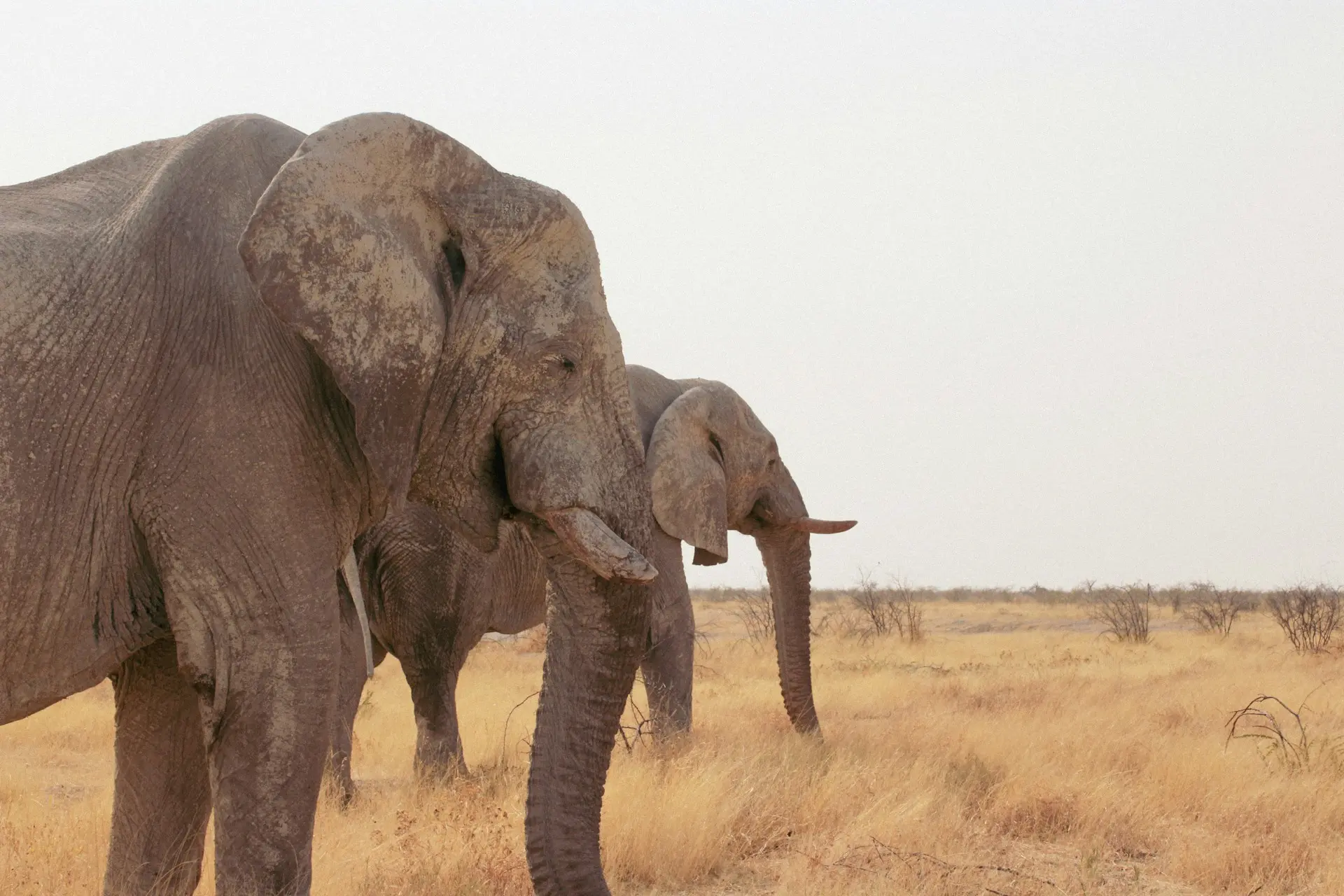 Desert Elephants in Namibia