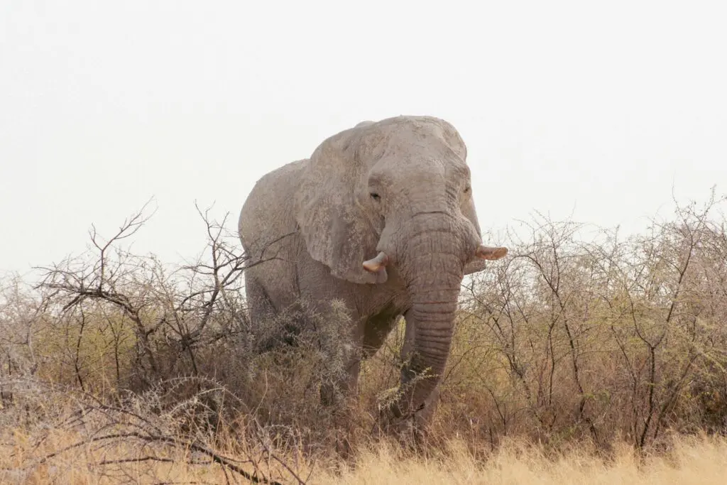 Desert Wildlife in Namibia