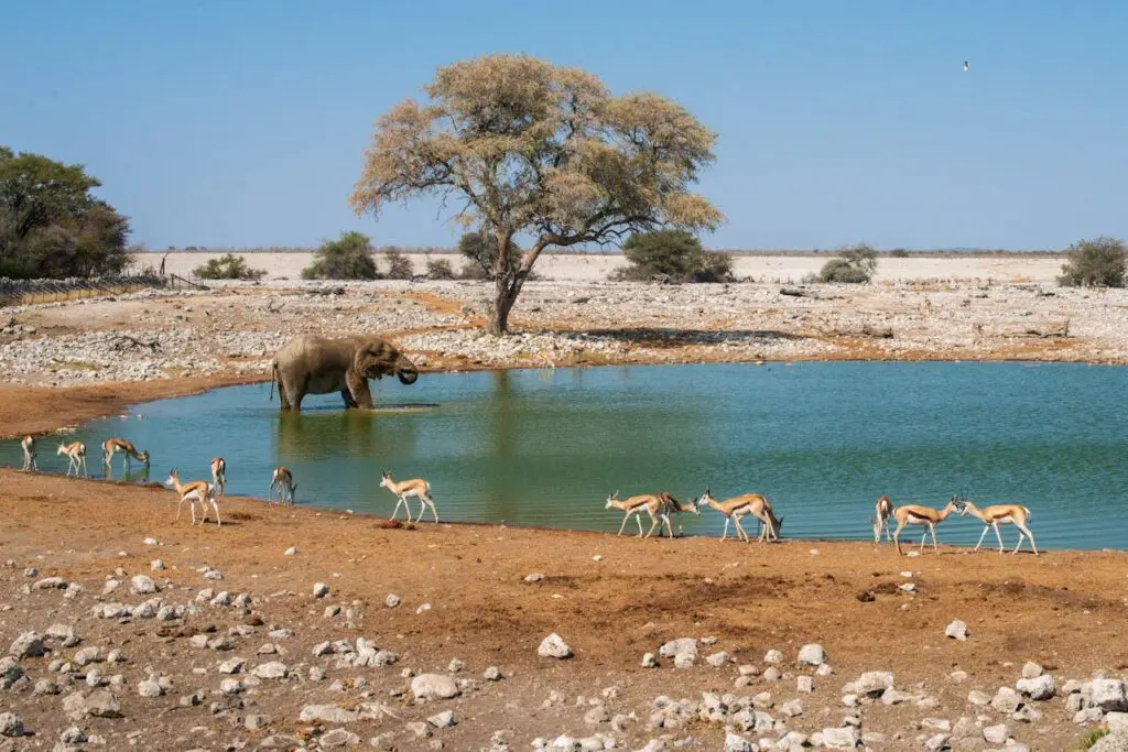 Elephant and Impala in Etosha National Park