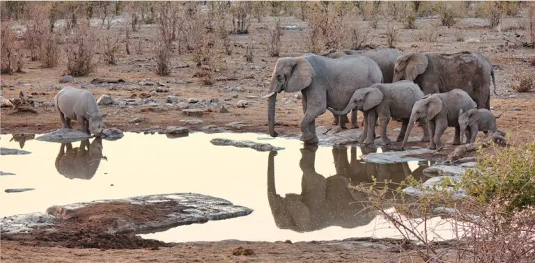 Etosha vs Kruger