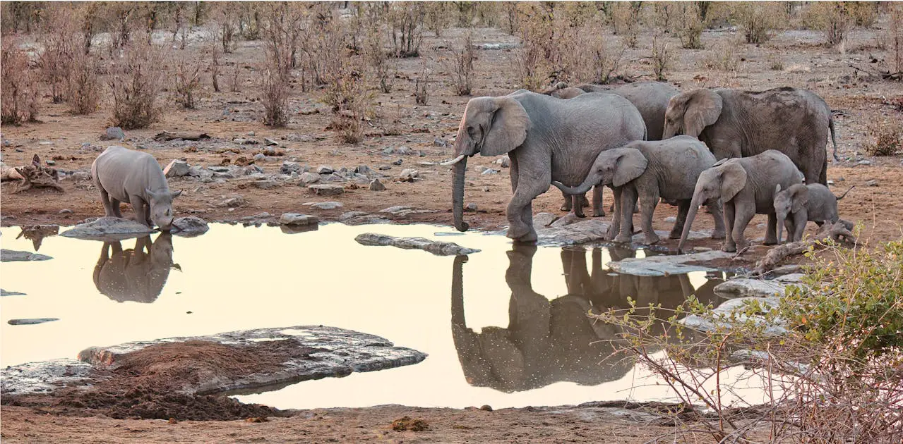 Etosha vs Kruger