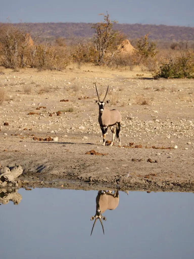 Gemsbok in Etosha