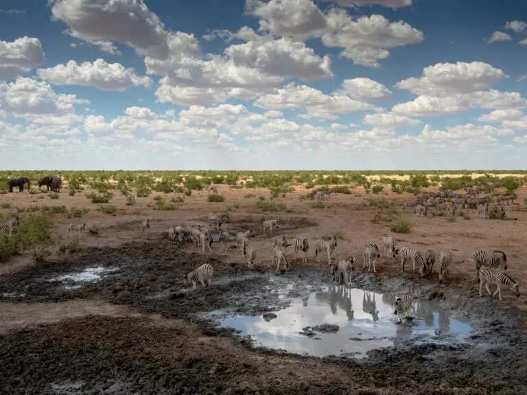 How to Choose a Safari Company to See Wildlife