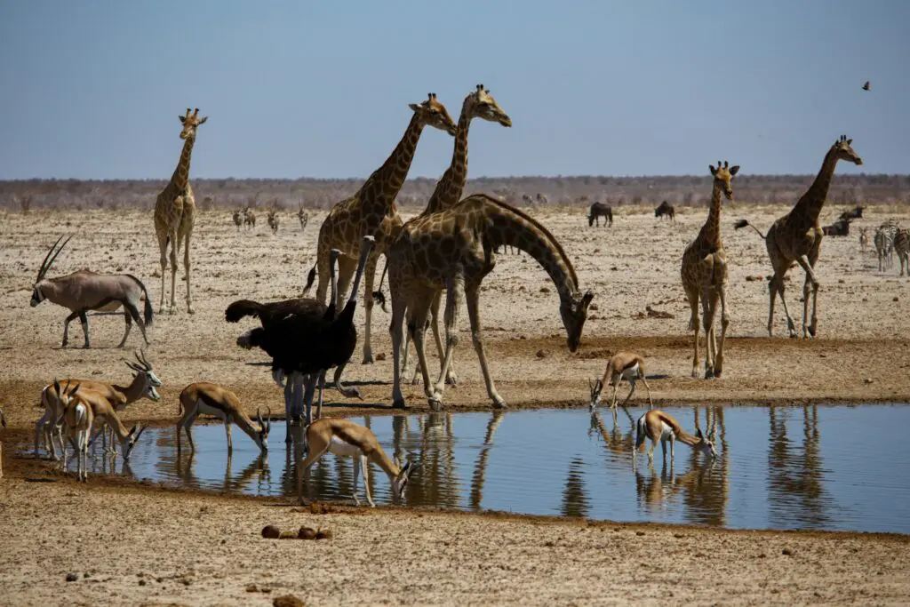 Wildlife in Etosha National Park
