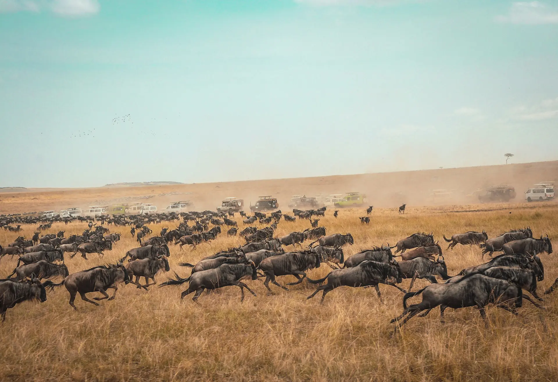 Great Wildebeest Migration