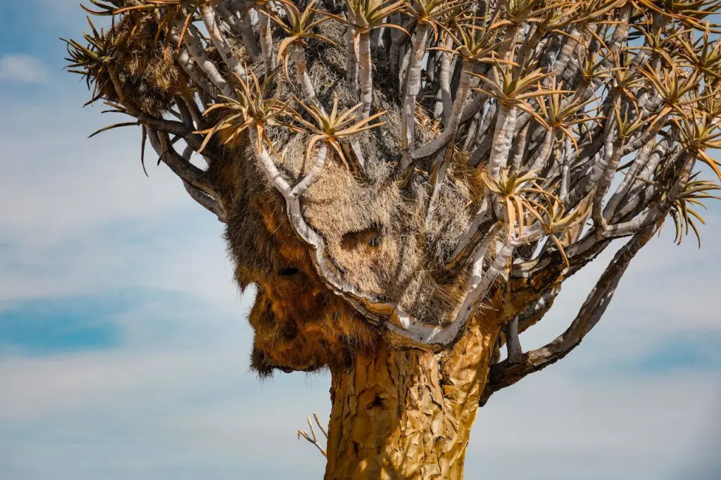 Nests in a Quiver Tree