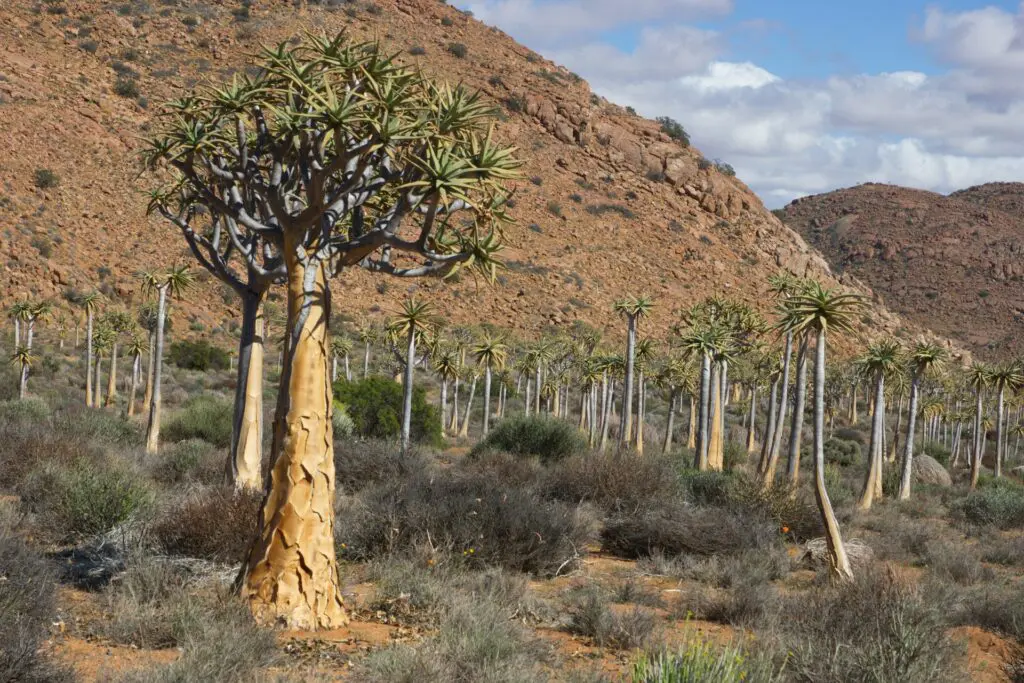Quiver Tree Forest
