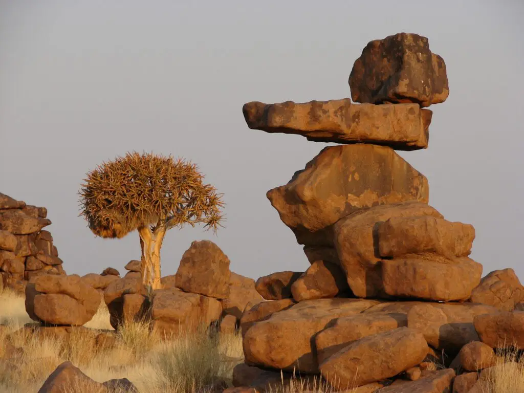 Quiver Tree and Rocks in Namibia