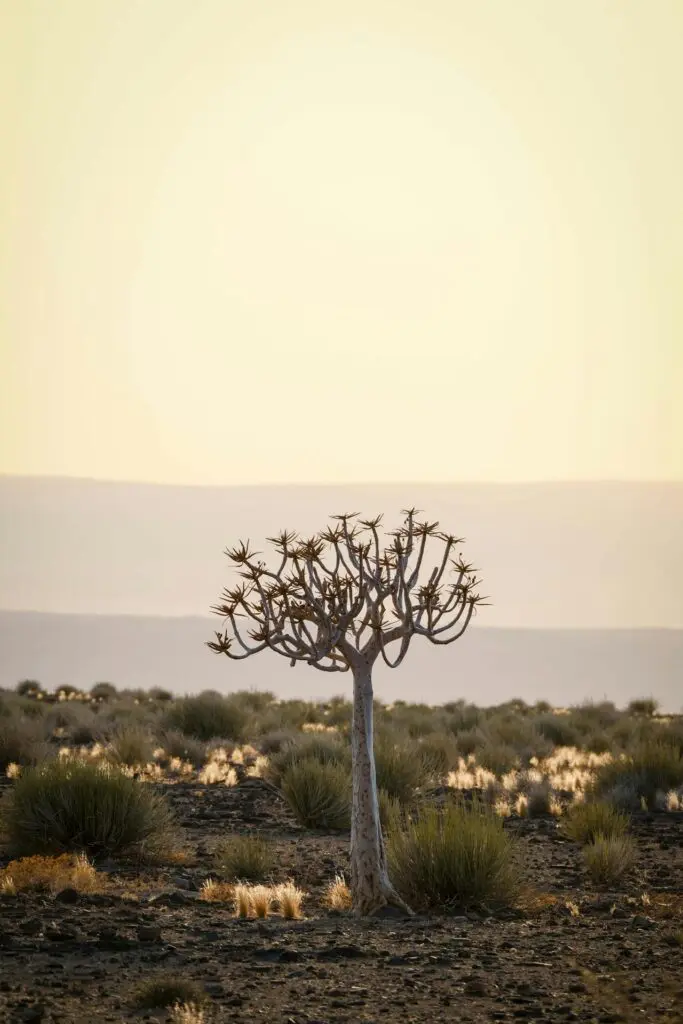 Quiver Tree in Namibia