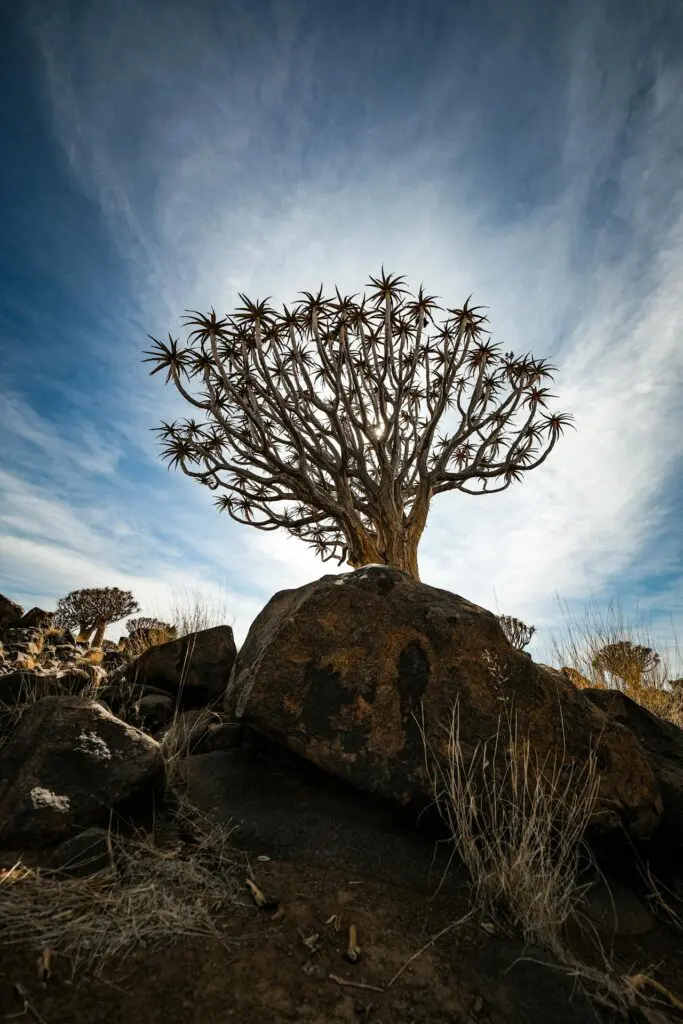 The Branches of a Quiver Tree