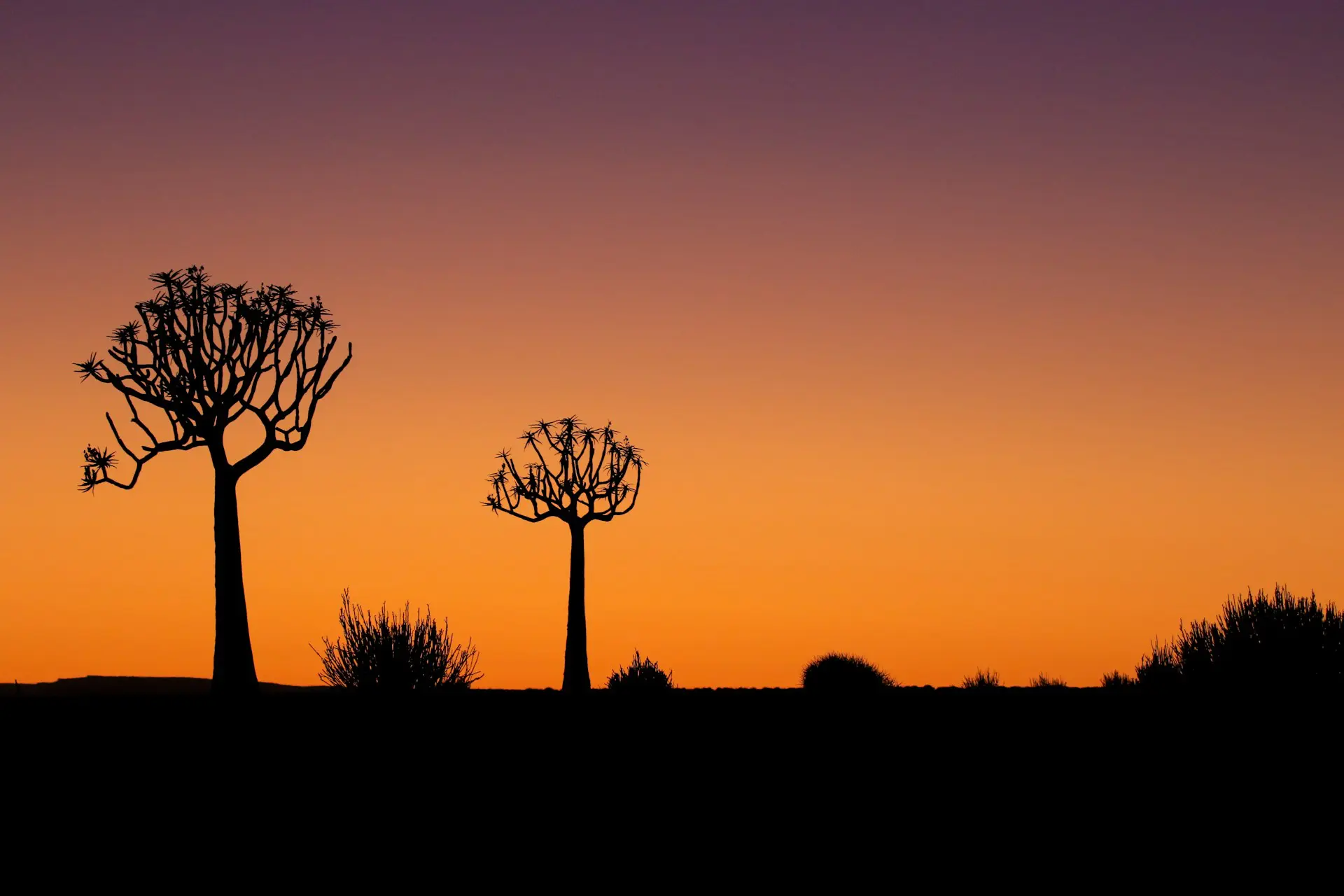 Unique Quiver Tree