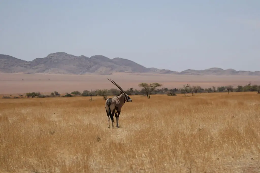 Namibia Wildlife: A Region by Region Guide 18 Desert Wildlife Oryx