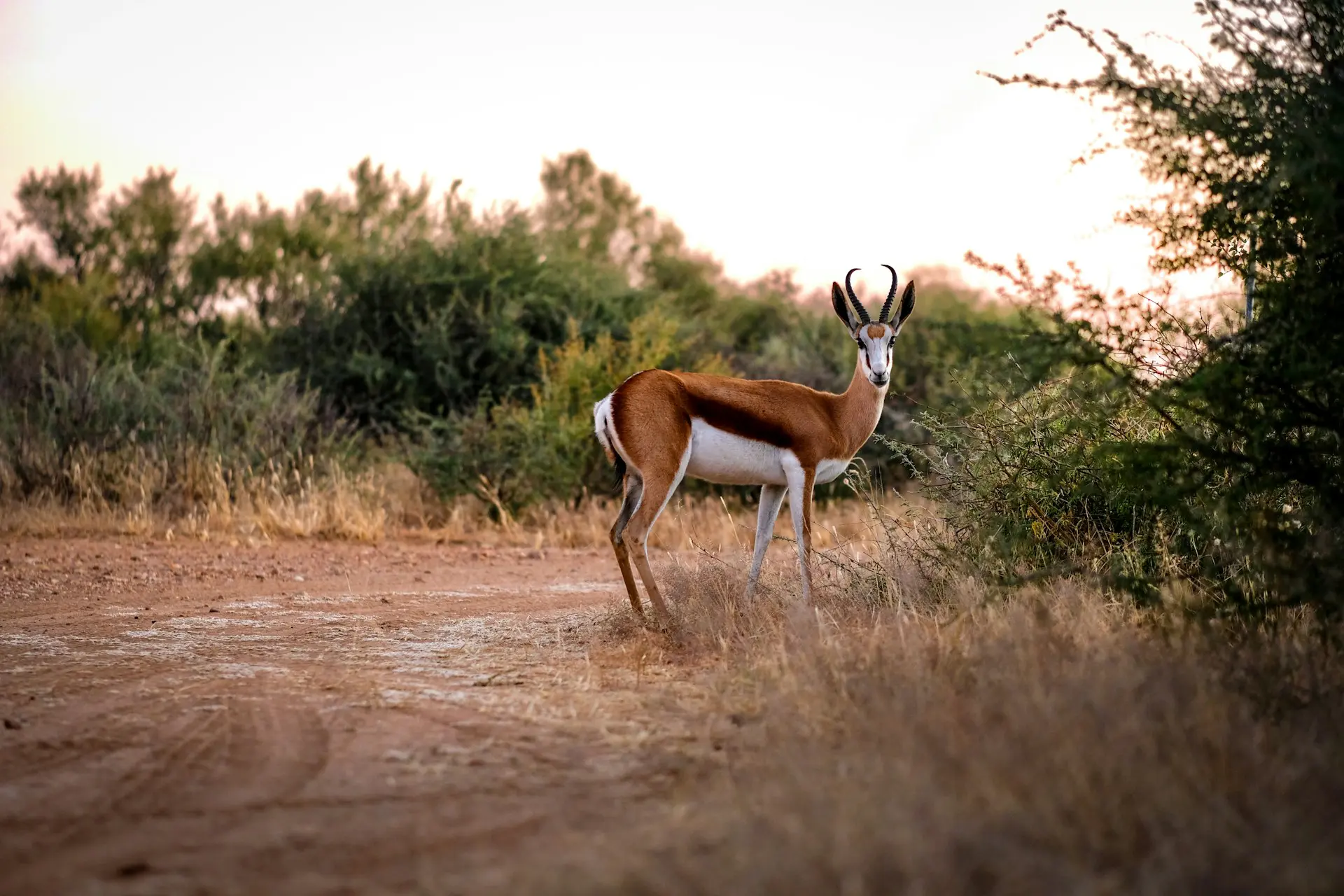 Namibia Wildlife Springbok
