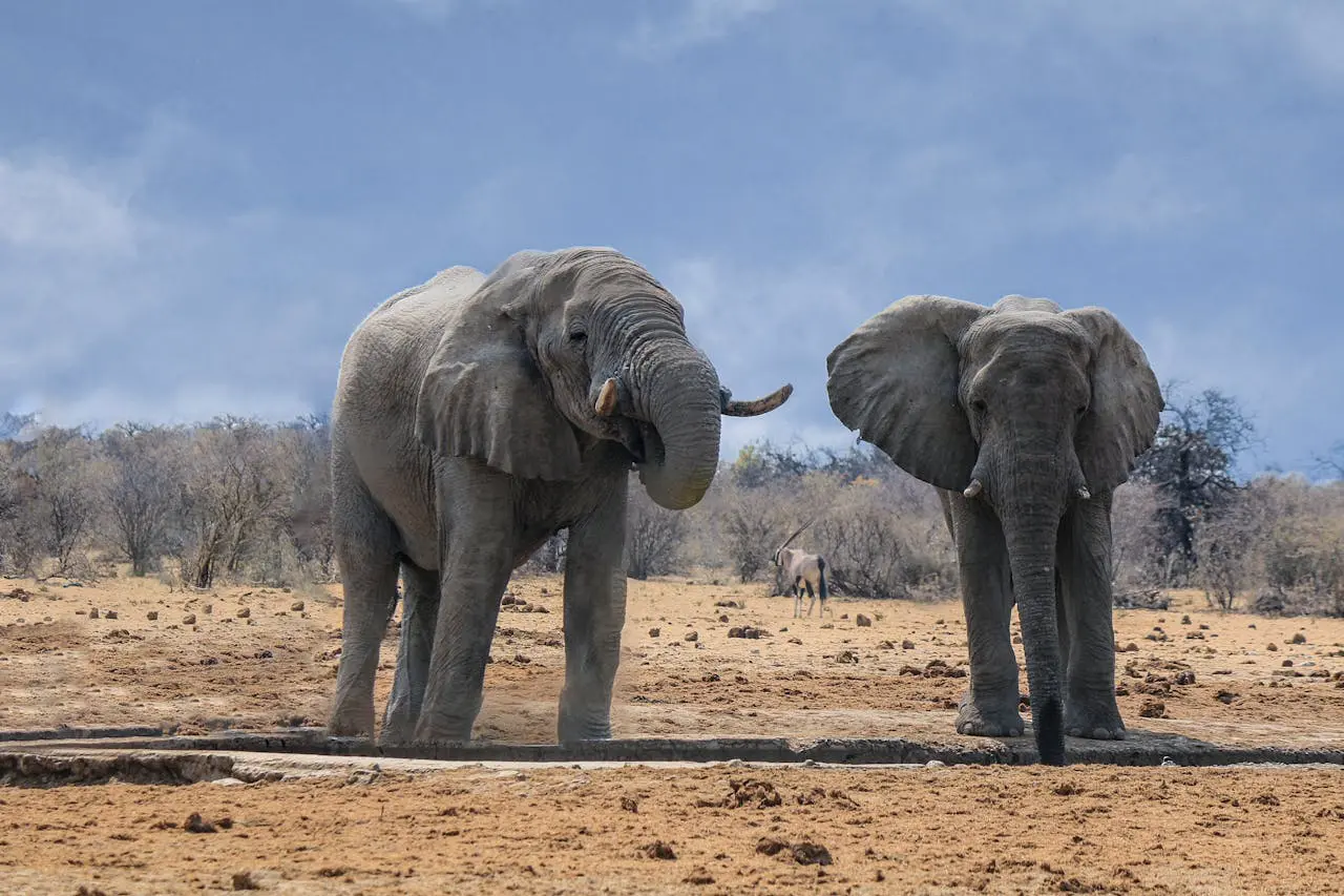 Slow Safaris in Namibia