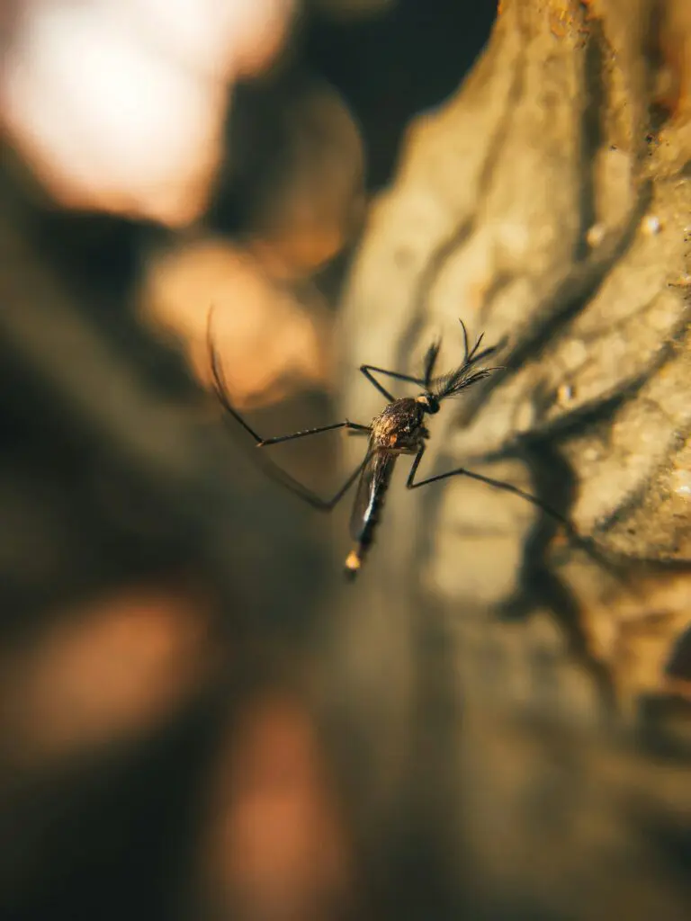 Malaria in Namibia Mosquito